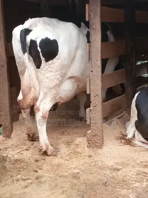 Super Giant Pedigree Holstein- Friesian 8 Months Incalf.
