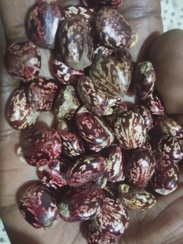 Black Castor Seeds (Jamaican and White - thumbnail 5