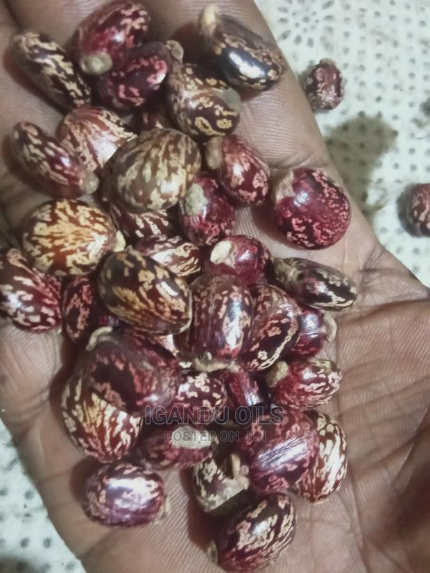 Black Castor Seeds (Jamaican and White - thumbnail 6