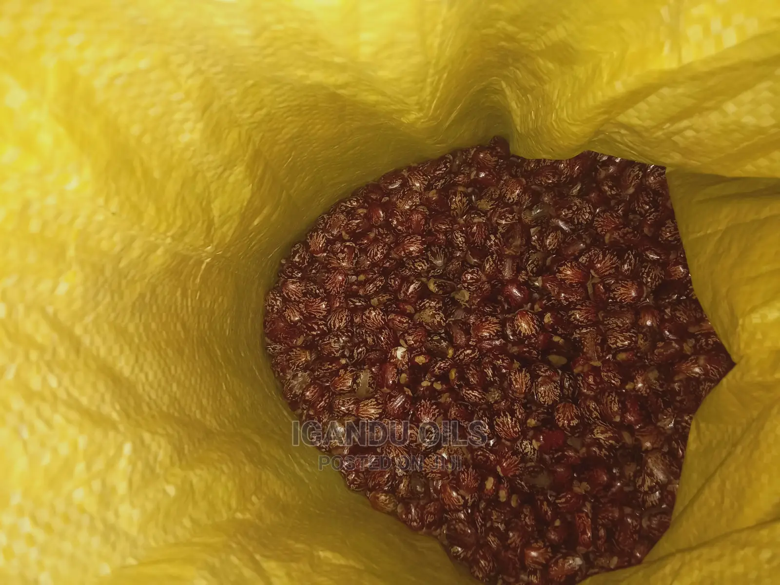 Black Castor Seeds (Jamaican and White