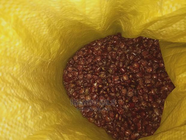 Black Castor Seeds (Jamaican and White - thumbnail 7