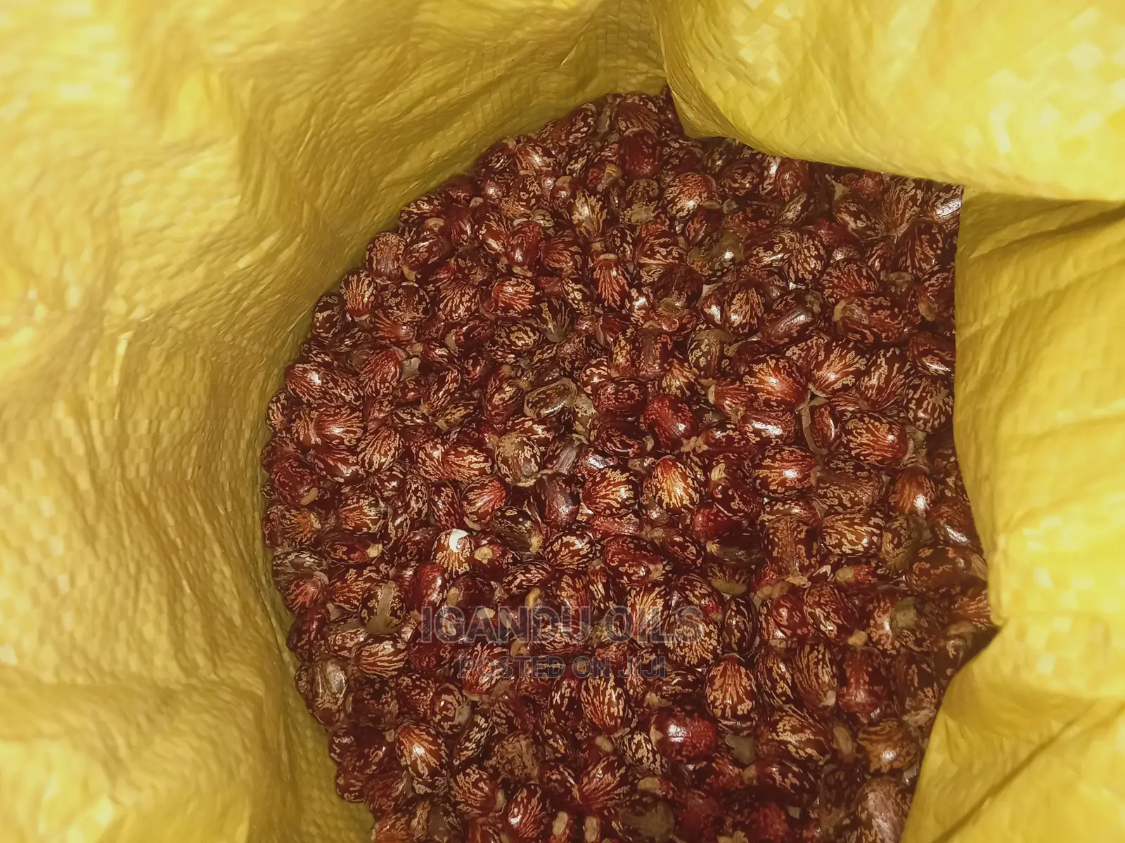 Black Castor Seeds (Jamaican and White