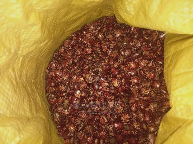 Black Castor Seeds (Jamaican and White - thumbnail 8