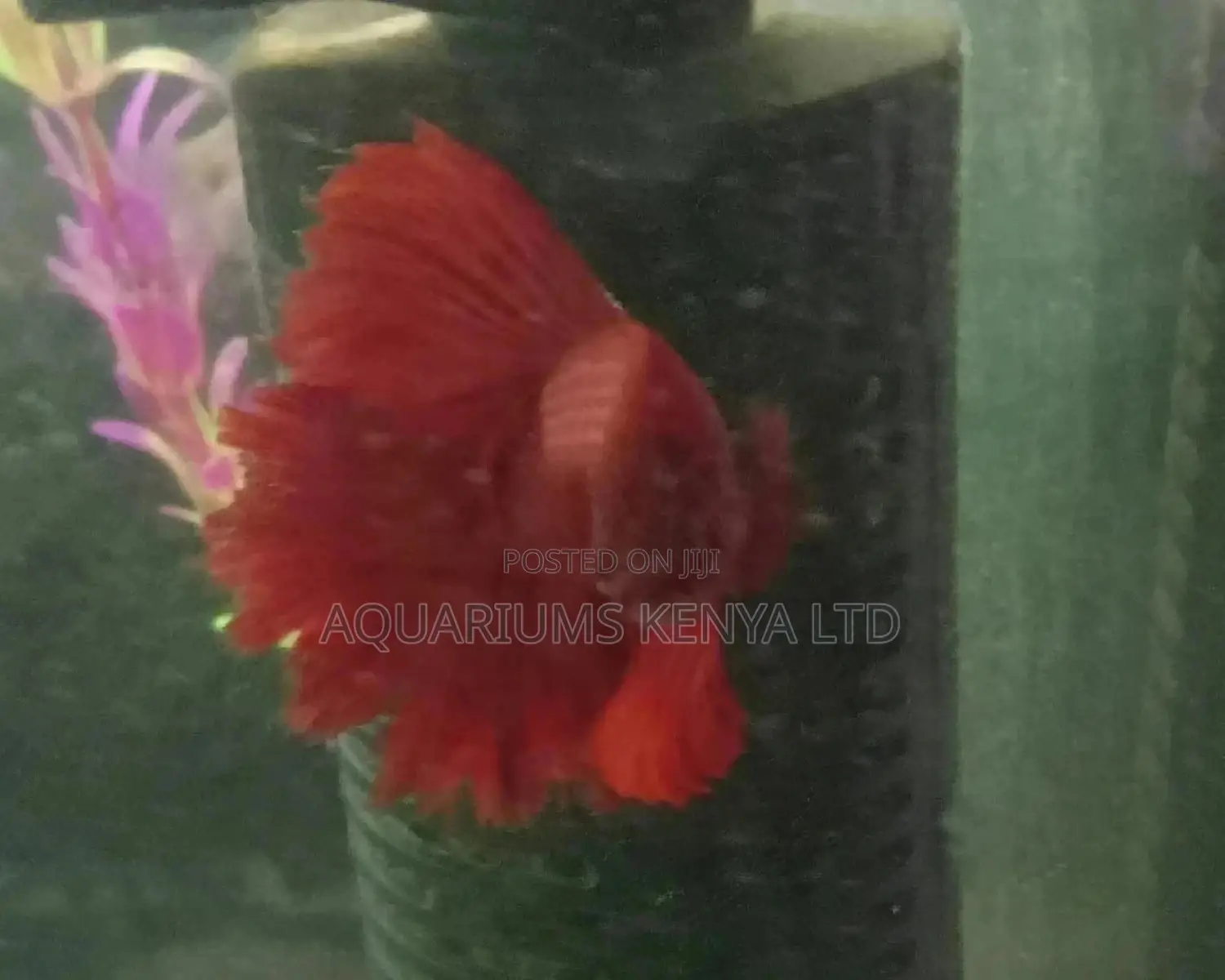 Siamese Betta Fish, Siamese Fighter Aquarium Fish