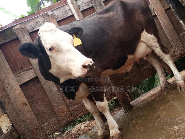 Super Giant Pedigree Fleckview - main view