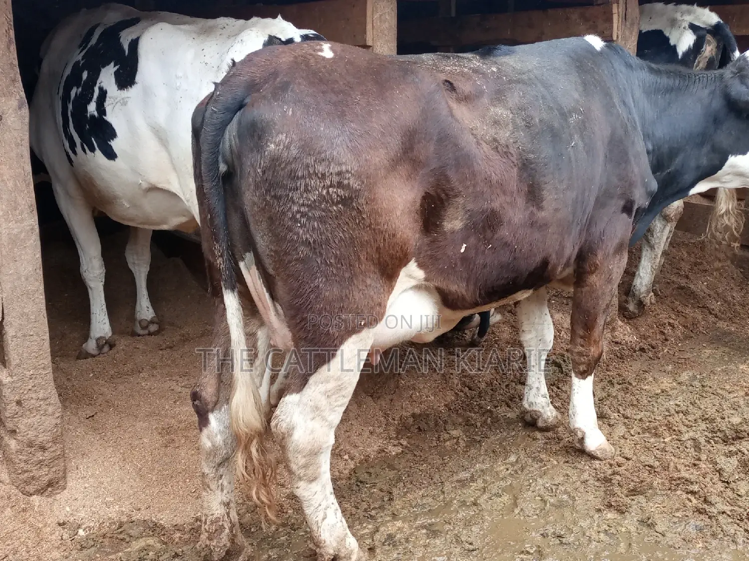 Super Giant Pedigree Fleckview