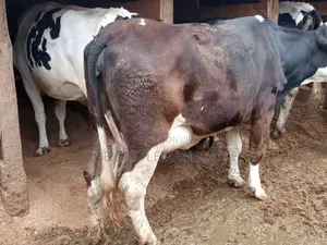 Super Giant Pedigree Fleckview