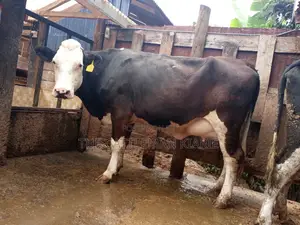 Super Giant Pedigree Fleckview