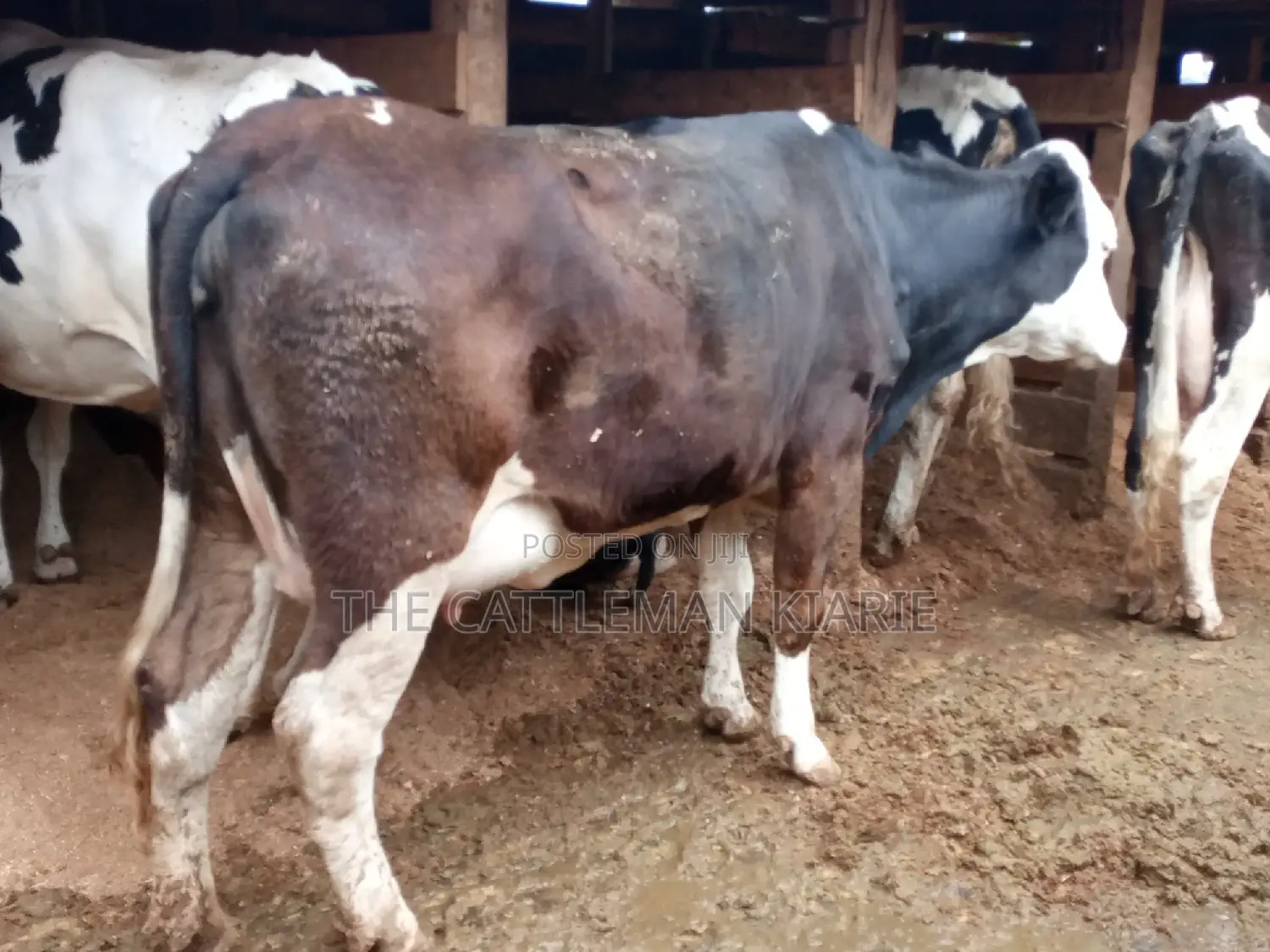 Super Giant Pedigree Fleckview