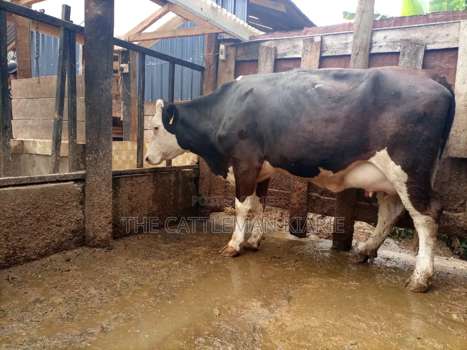 Super Giant Pedigree Fleckview