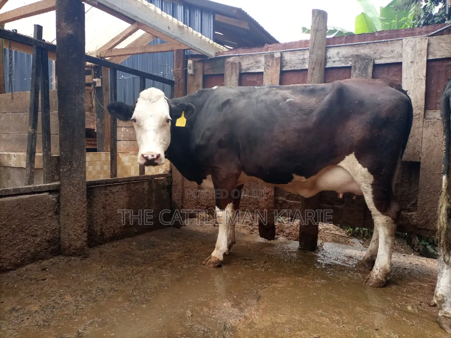 Super Giant Pedigree Fleckview