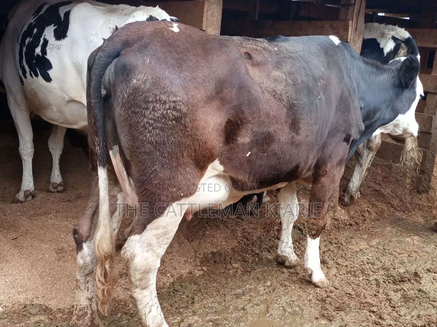 Super Giant Pedigree Fleckview