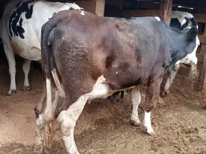 Super Giant Pedigree Fleckview