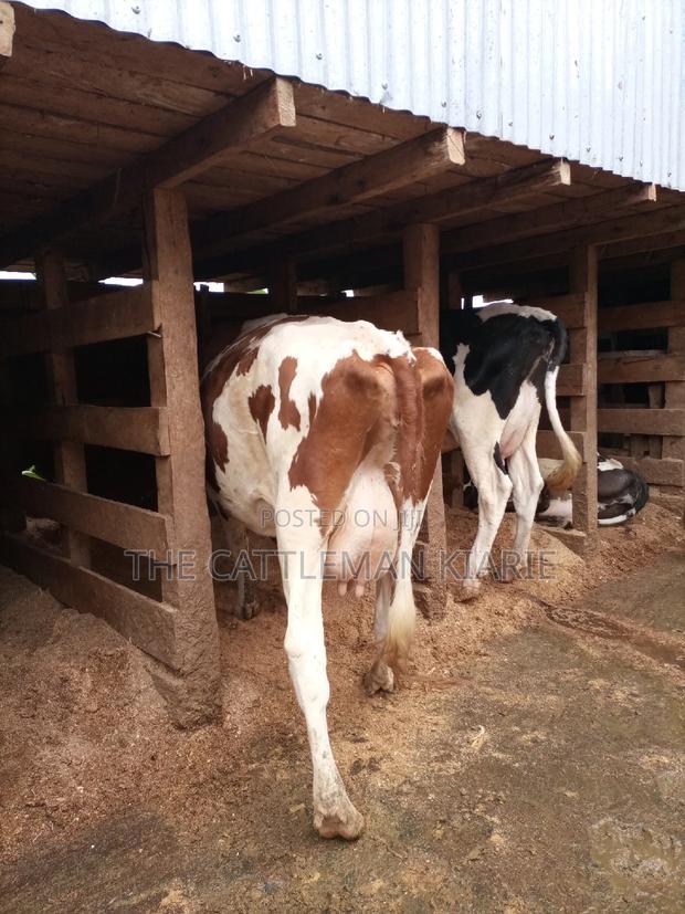 Red Friesian - main view