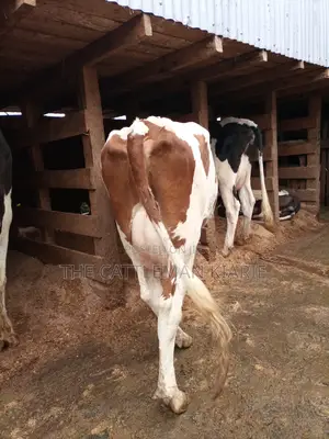 Red Friesian