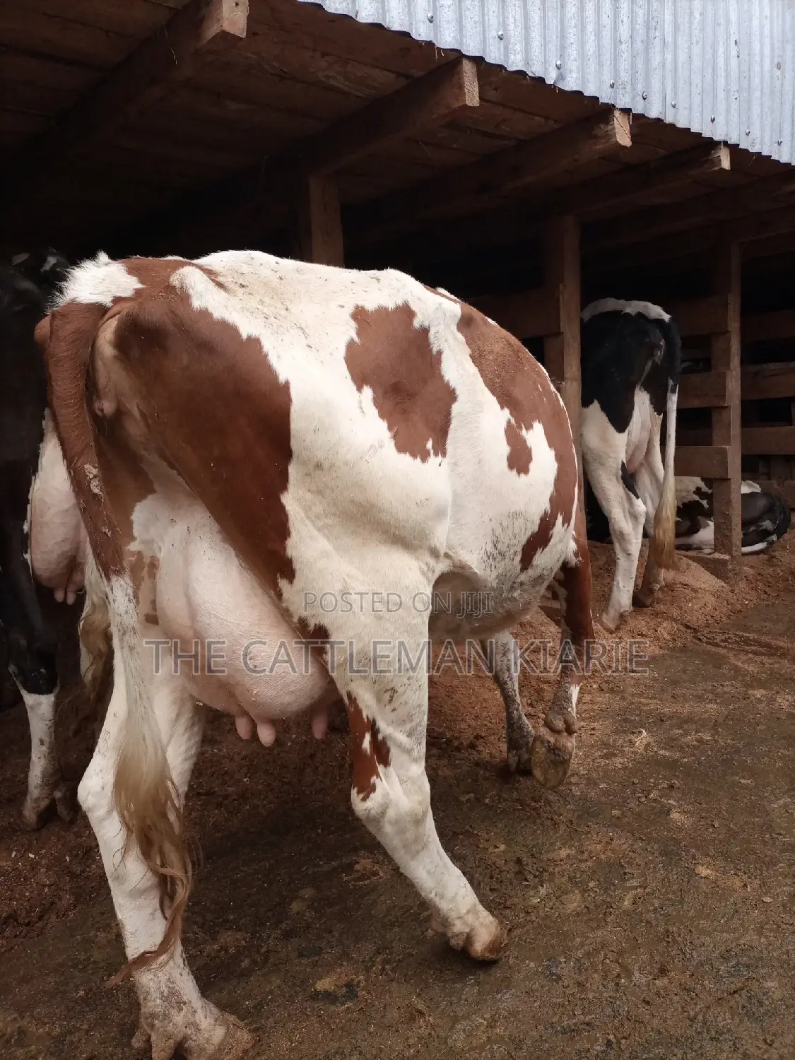 Red Friesian