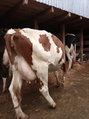 Red Friesian
