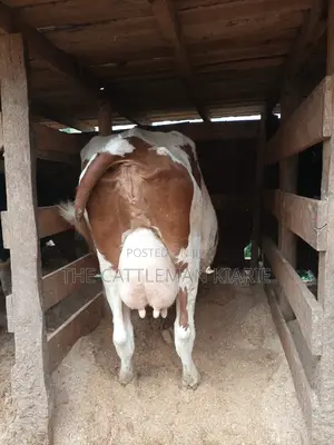 Red Friesian