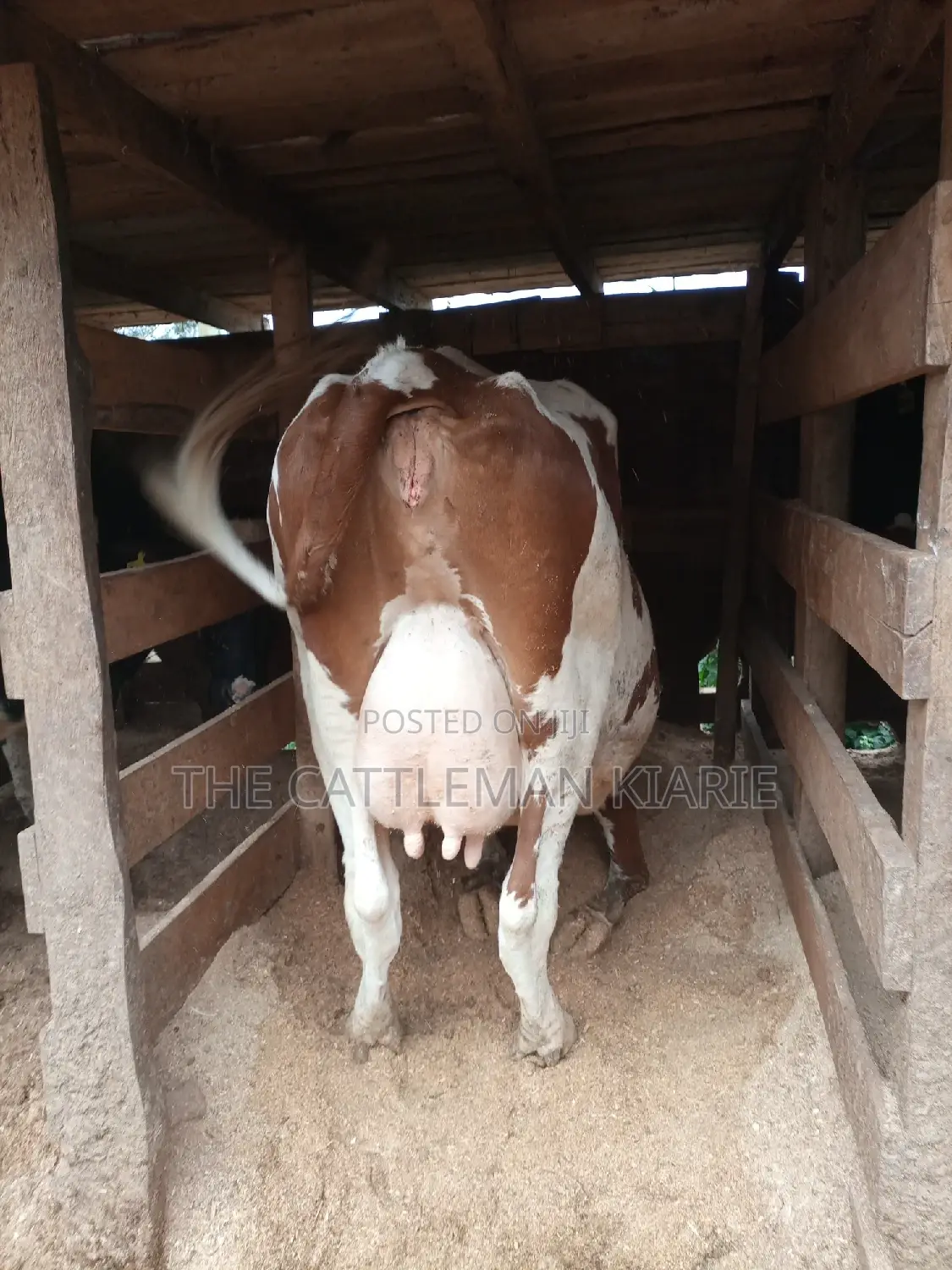 Red Friesian