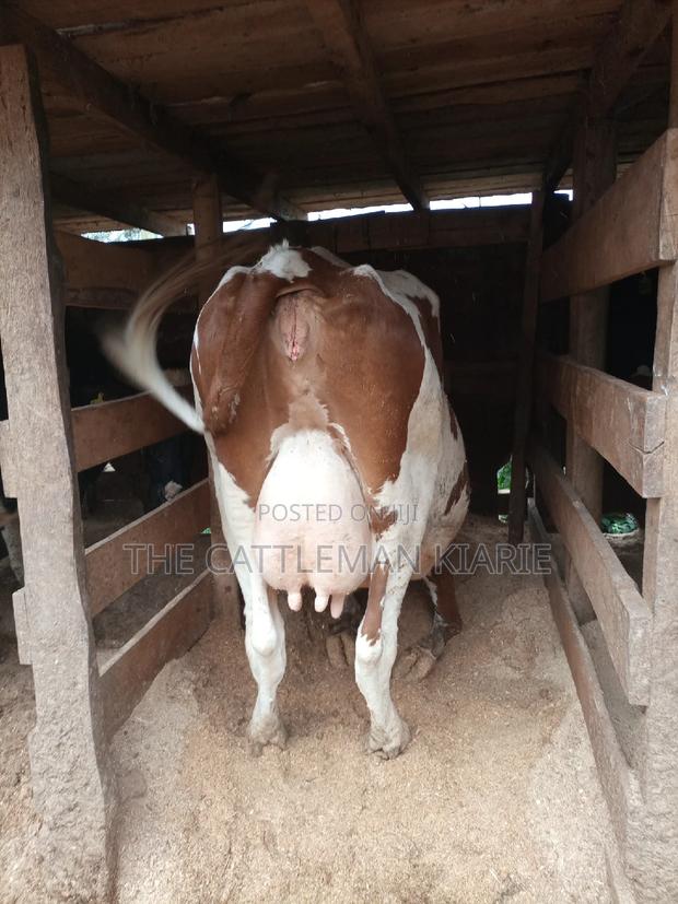 Red Friesian - thumbnail 6