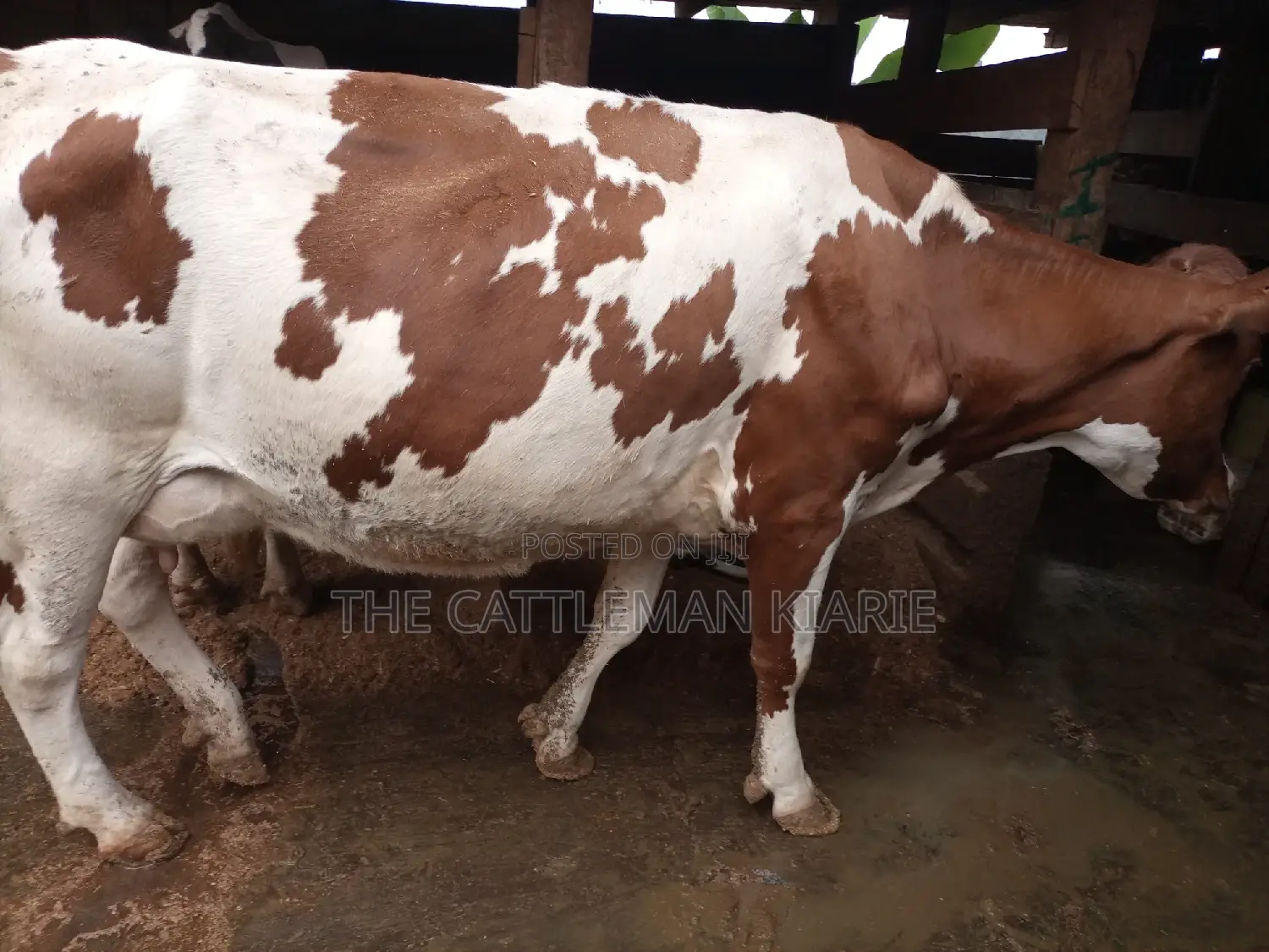 Red Friesian