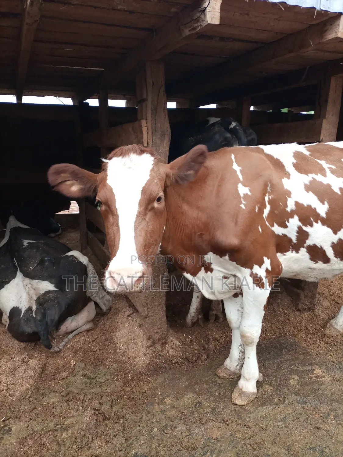 Red Friesian