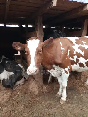 Red Friesian