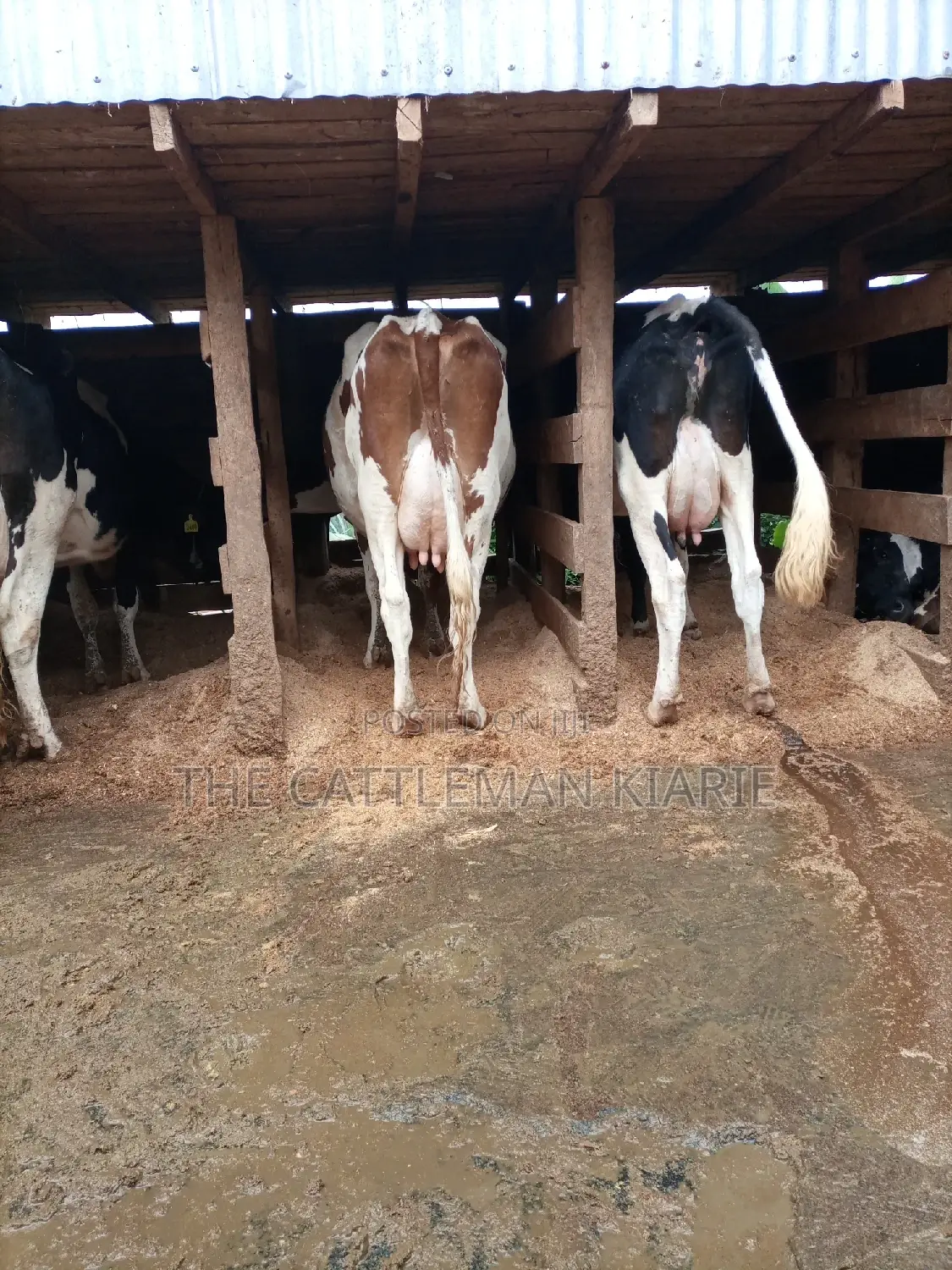 Red Friesian