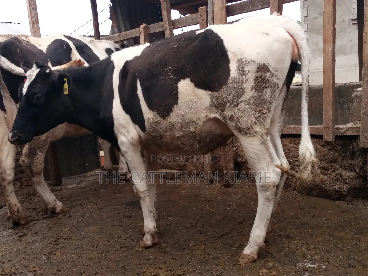 Pedigree Bullying Heifer