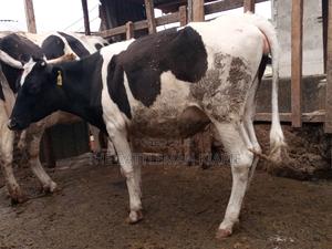 Pedigree Bullying Heifer - thumbnail 2
