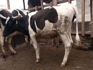 Pedigree Bullying Heifer