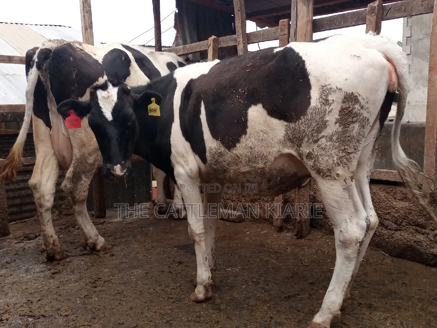 Pedigree Bullying Heifer