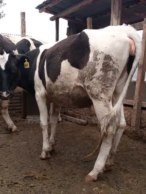 Pedigree Bullying Heifer