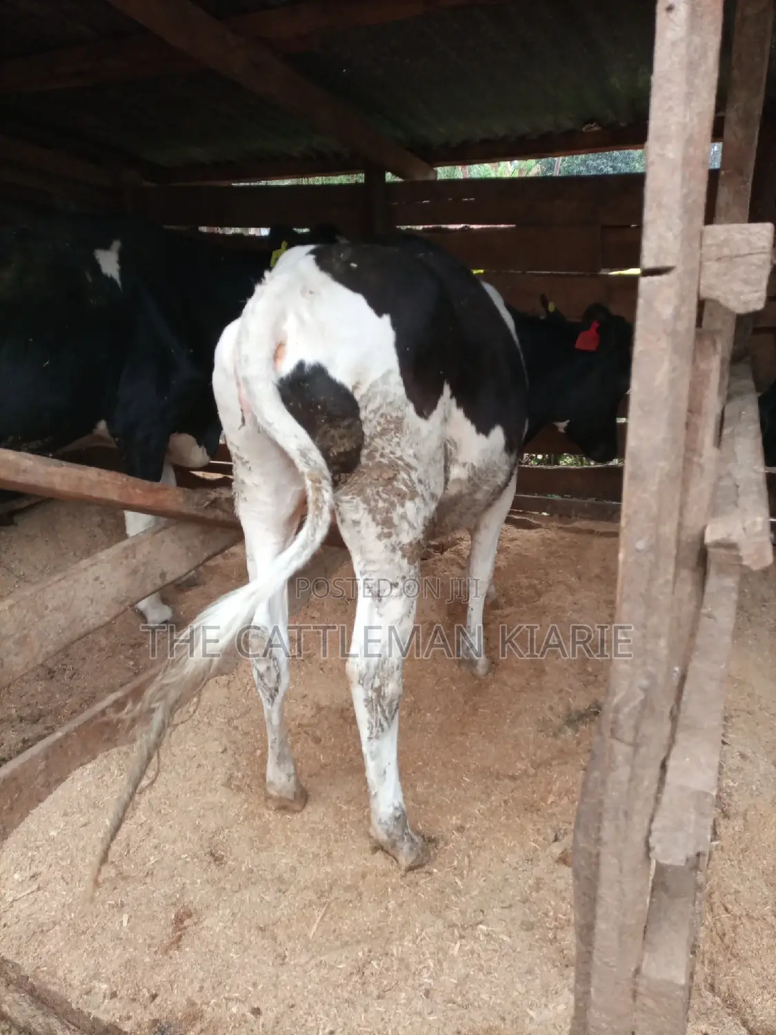 Pedigree Bullying Heifer