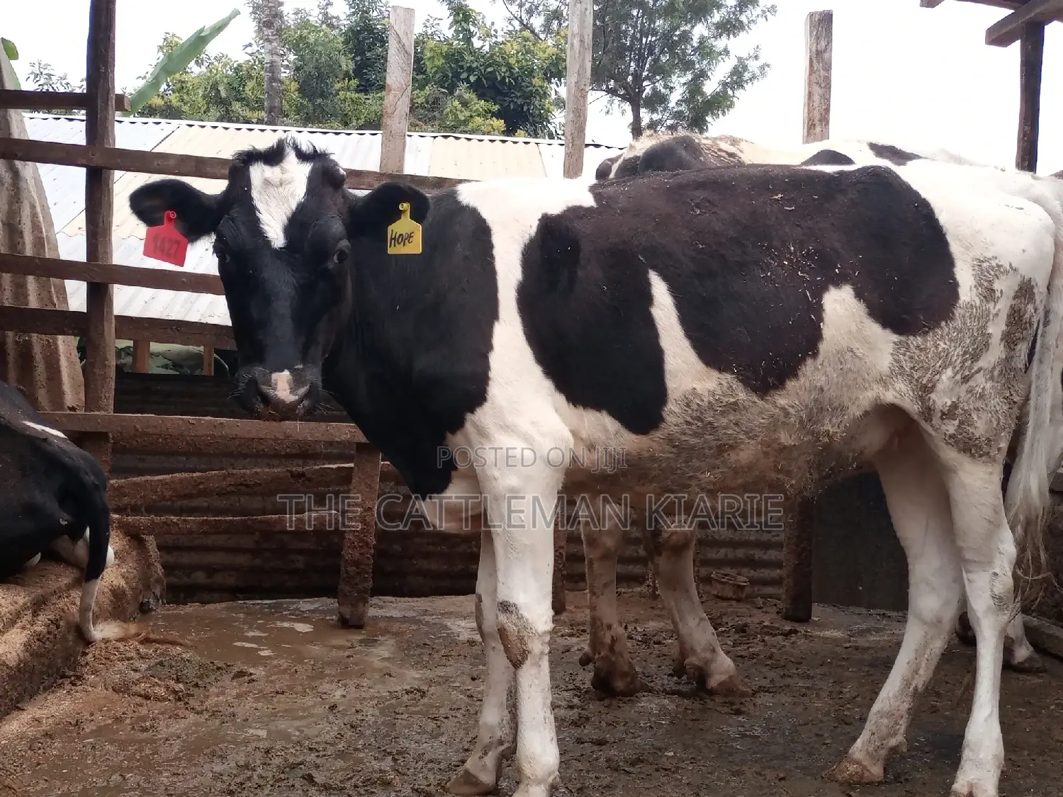 Pedigree Bullying Heifer