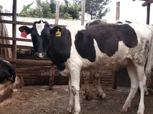 Pedigree Bullying Heifer