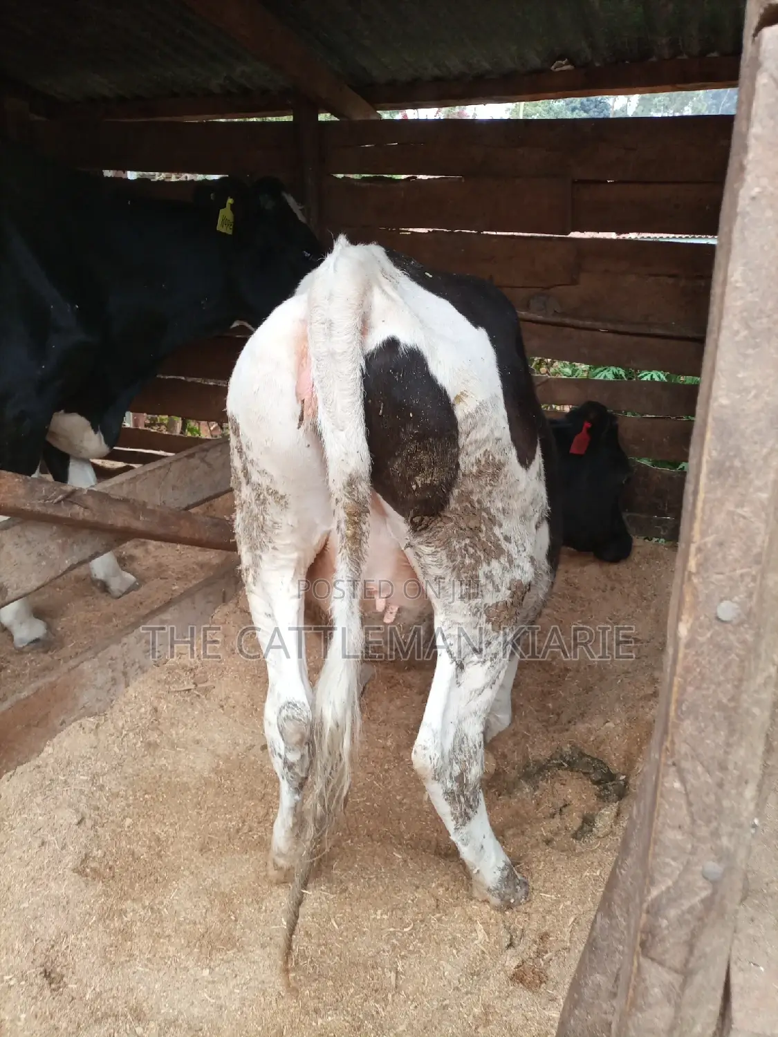 Pedigree Bullying Heifer