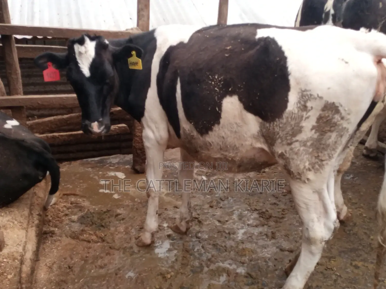 Pedigree Bullying Heifer