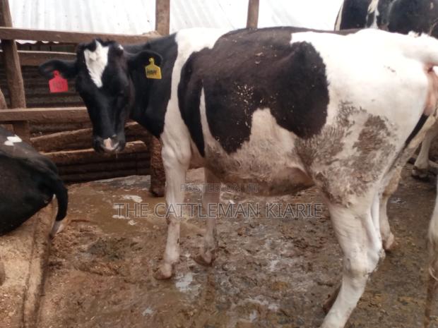 Pedigree Bullying Heifer - thumbnail 8