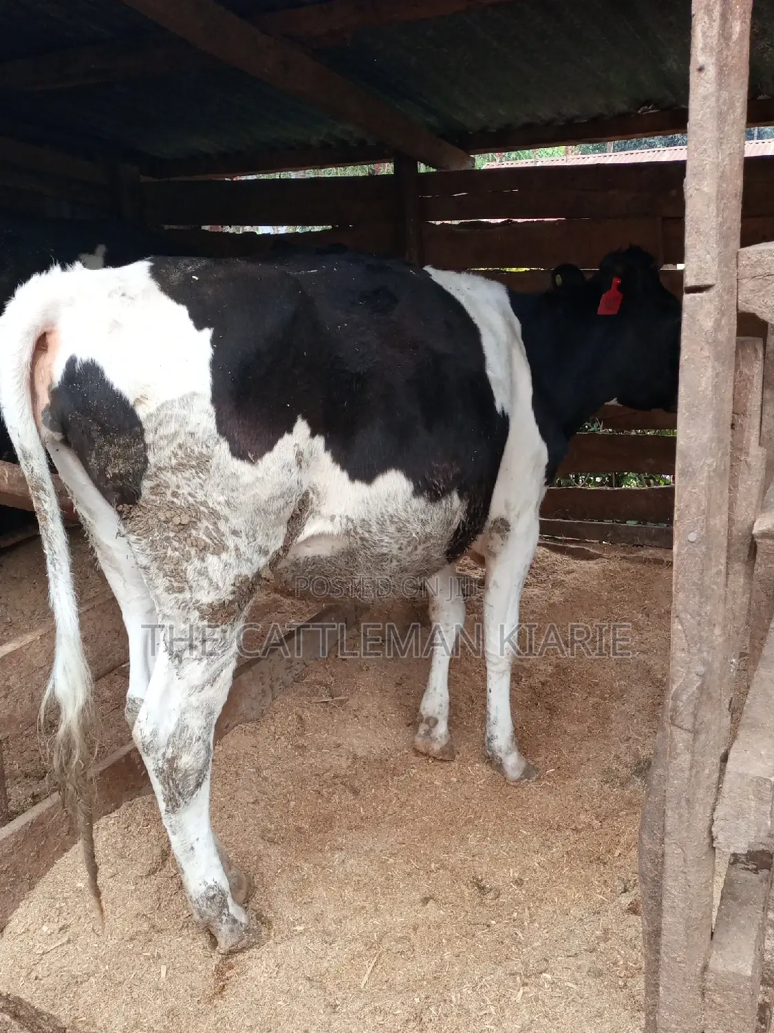 Pedigree Bullying Heifer