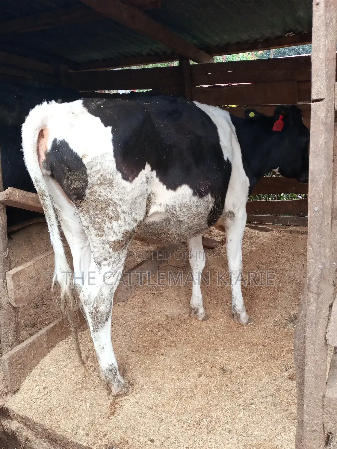 Pedigree Bullying Heifer