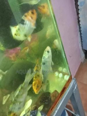 5inch Koi Fish , Aquarium Fish, Aquarium - thumbnail 2