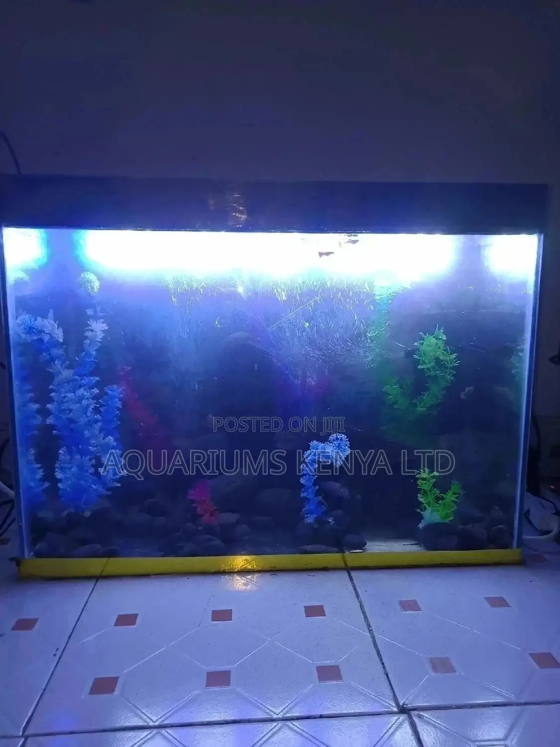 Fish Aquarium, Custom Made Aquarium, Beautiful Aquascaping
