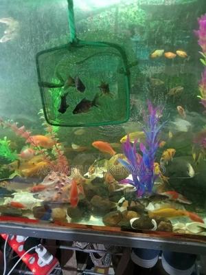 2inch BLACKMOORE Goldfish, Aquarium Fish - thumbnail 2