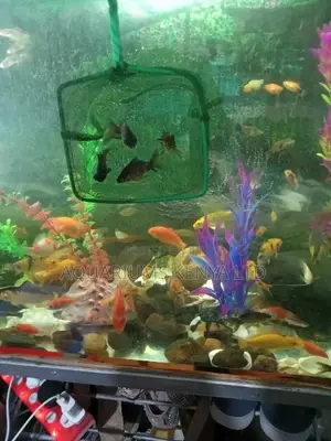 2inch BLACKMOORE Goldfish, Aquarium Fish