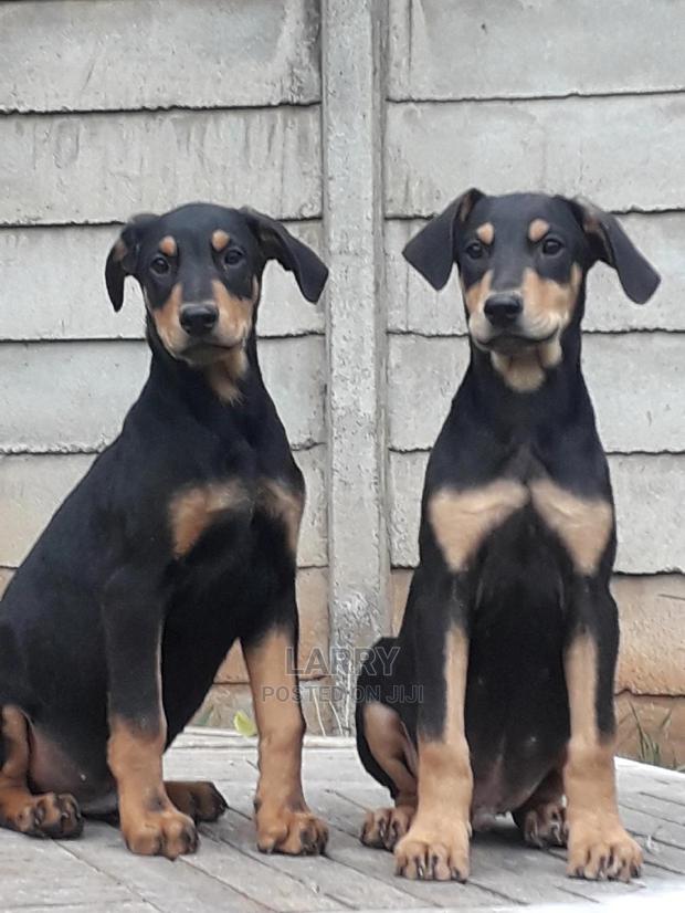 1-3 Month Female Purebred Doberman Pinscher - main view