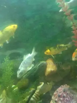 5inch Koifish,Aquarium Fish,Sexed Fish,Male Fish,Female Fish