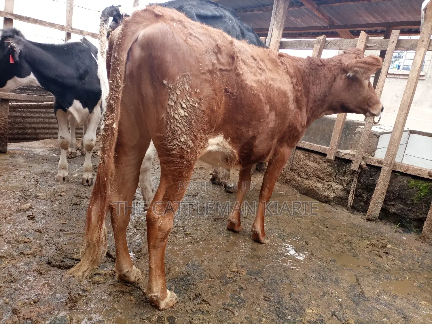 Guarnsey Bullying Heifer