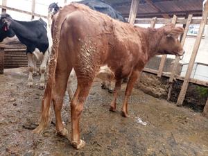 Guarnsey Bullying Heifer - thumbnail 2