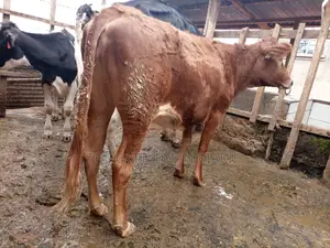 Guarnsey Bullying Heifer